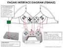 Itagaki Interface female garment diagram